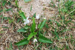 Viola lactiflora