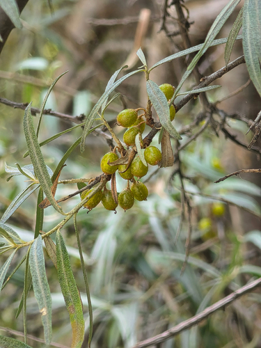 Sea-buckthorn