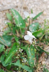 Viola lactiflora