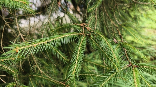 Picea morrisonicola