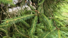 Picea morrisonicola