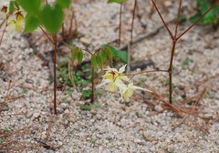 Epimedium koreanum