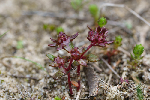 Crassula closiana