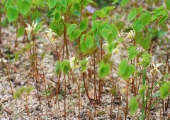 Epimedium koreanum