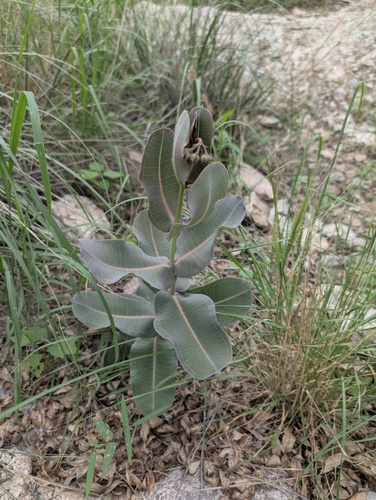 Asclepias elata (Asclepias elata)