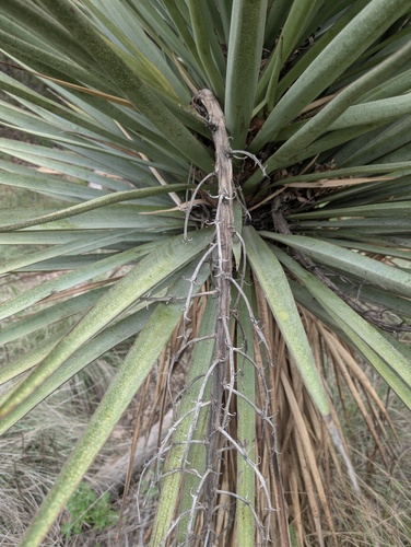 Yucca × schottii, photograph 6