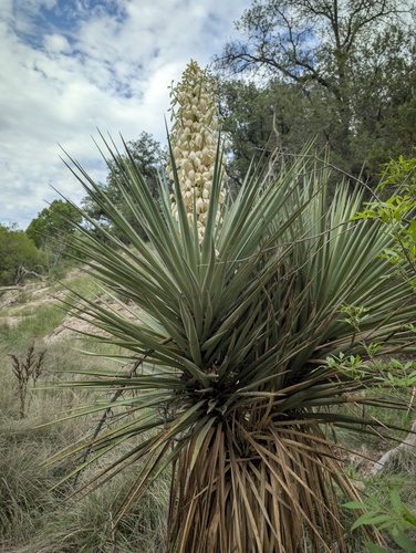Yucca × schottii, photograph 5