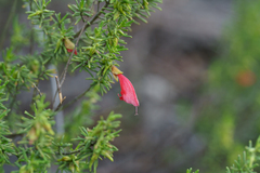 Prostanthera aspalathoides