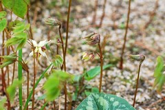 Epimedium koreanum