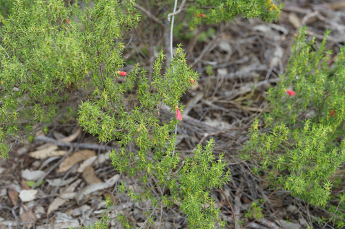 Prostanthera aspalathoides, photograph 1