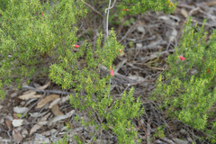 Prostanthera aspalathoides, photograph (c) Kym Nicolson, some rights reserved (CC BY)