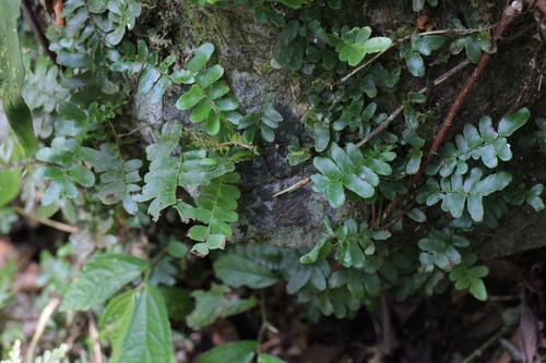 Arthropteris palisotii observed 2026-08-06