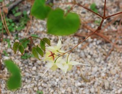 Epimedium koreanum