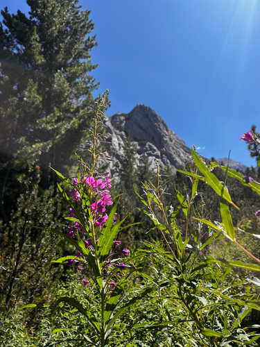 fireweed