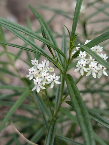 Asclepias angustifolia