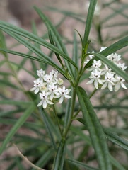 Asclepias angustifolia