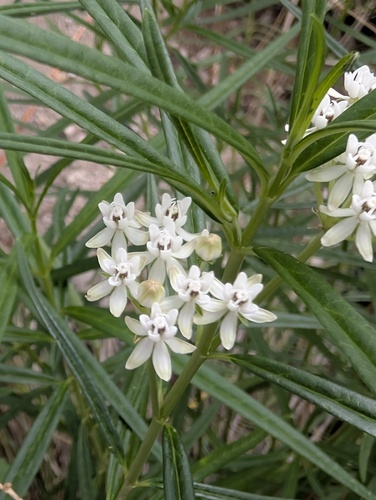 Asclepias angustifolia, photograph 4