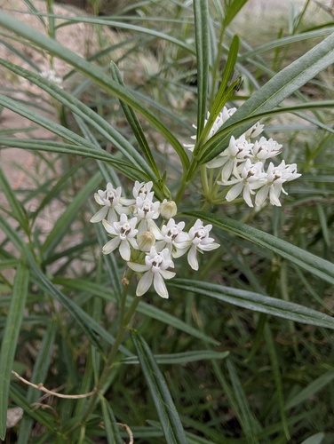 Asclepias angustifolia, photograph 3
