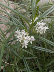Asclepias angustifolia, photograph (c) Cheng-Te Hsu, some rights reserved (CC BY)