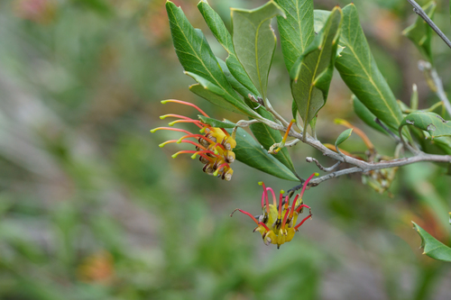 Grevillea ilicifolia, photograph 6