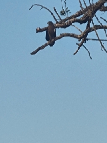 Ceylon Serpent-Eagle