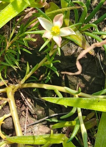moss rose