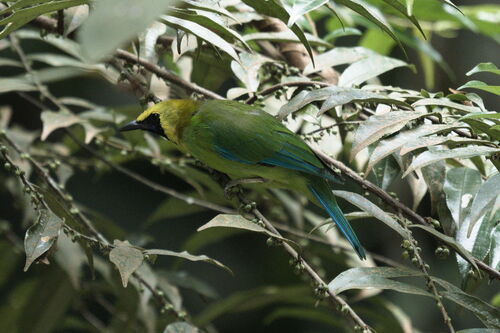 Blue-winged Leafbird