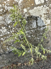 Chenopodium ficifolium, photograph author not stated, no rights reserved
