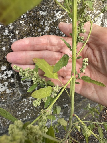 Chenopodium ficifolium, photograph 5