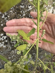 Chenopodium ficifolium, photograph author not stated, no rights reserved