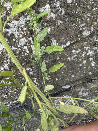 Chenopodium ficifolium, photograph 6