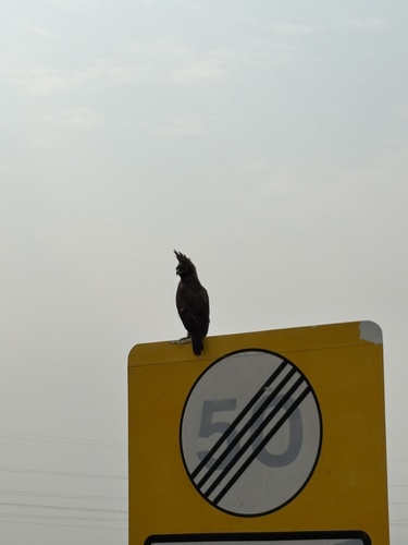 Long-crested Eagle