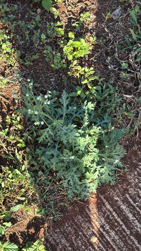 Parthenium hysterophorus observed 2026-08-17