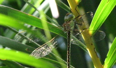 Austrogynacantha heterogena
