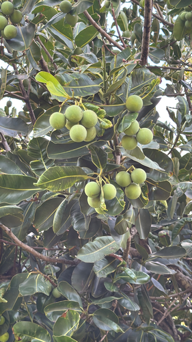 Calophyllum inophyllum observed 2026-08-17