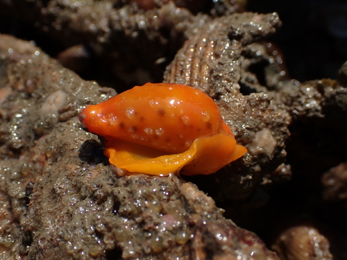 Cypraea saulae observed 2026-08-12