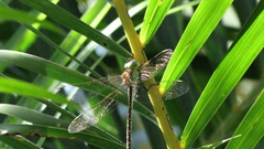 Austrogynacantha heterogena