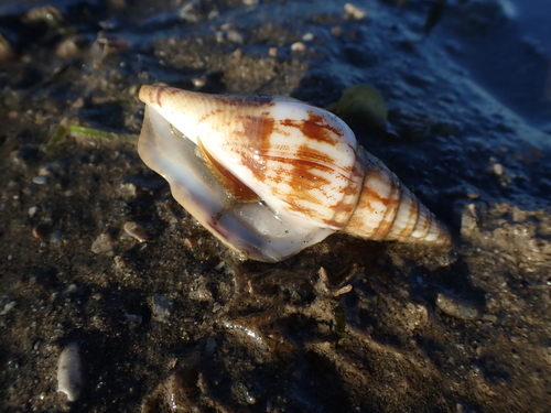 Strombus campbelli, 2026-08-12