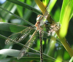Austrogynacantha heterogena