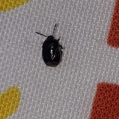 Legnotus limbosus