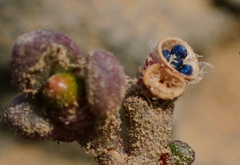 Portulaca psammotropha