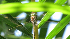 Austrogynacantha heterogena
