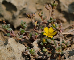 Portulaca psammotropha