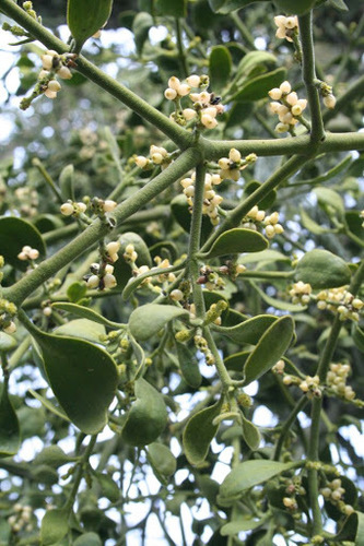iNaturalist observation photo of oak mistletoe