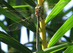 Austrogynacantha heterogena