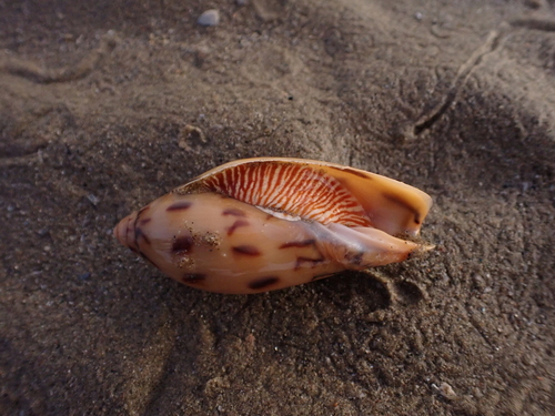 Amoria maculata observed 2026-08-12