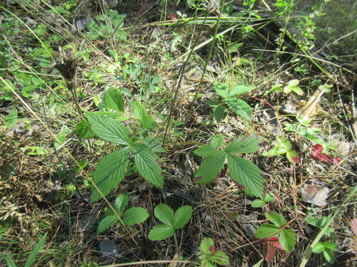 Potentilla fragarioides, photograph 4
