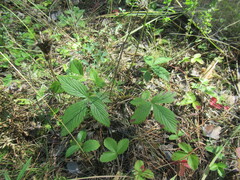 author not stated, no rights reserved Potentilla fragarioides, photograph author not stated, no rights reserved