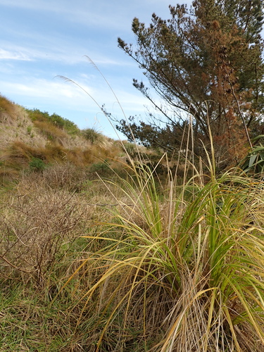 Austroderia toetoe, photograph 4