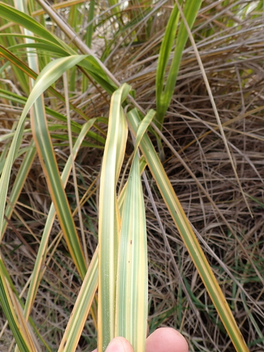 Austroderia toetoe, photograph 5
